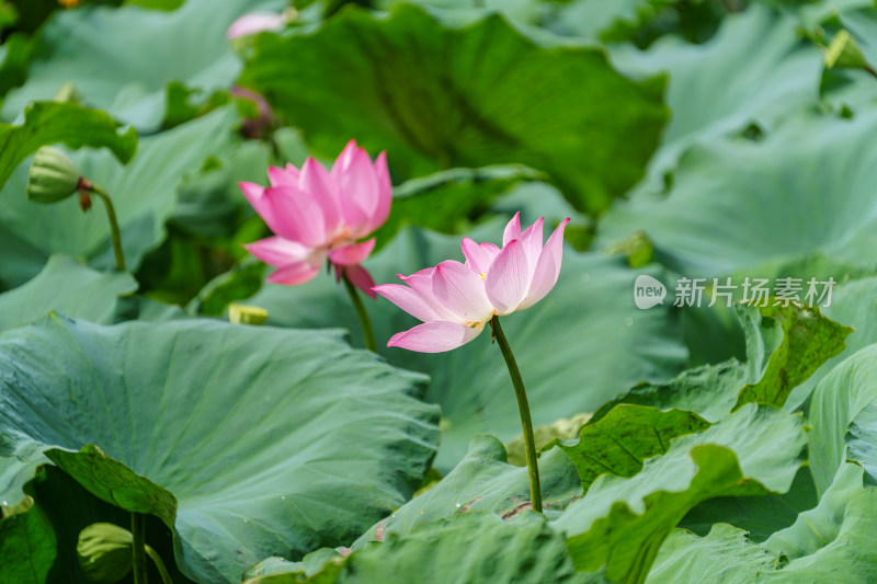 夏日荷花清韵