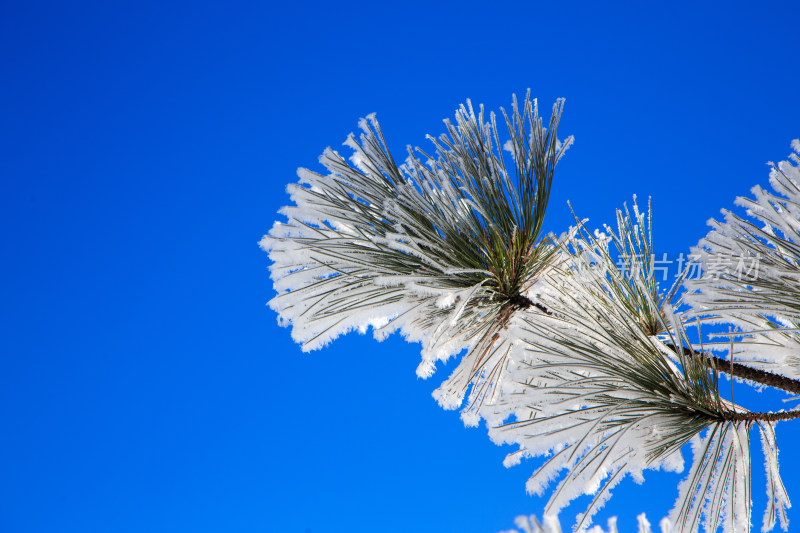 中国西藏地区冬季雾凇及雪绒花