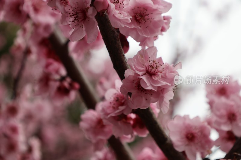 特写粉色绽放的桃花