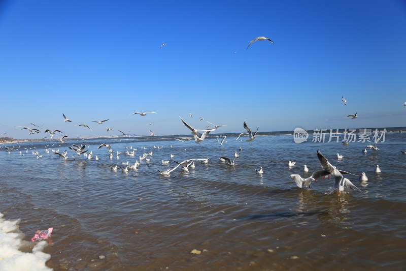 海边飞翔觅食的海鸥群