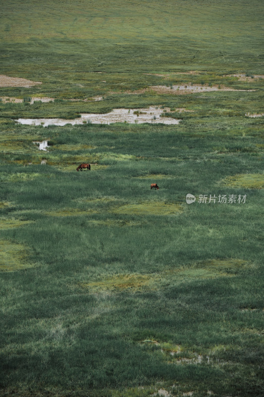 香格里拉纳帕海草原风景区的马匹