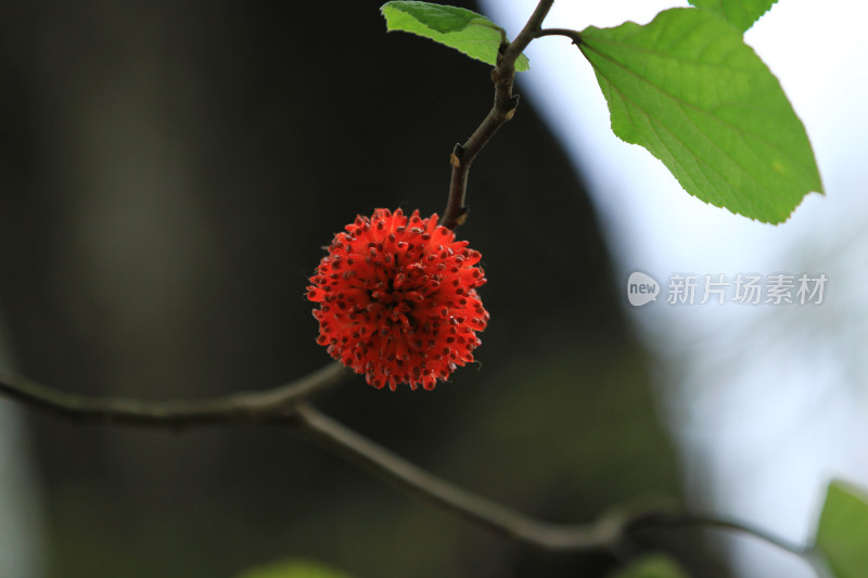 构树 楮实子 果实 红色 秋天 四川成都
