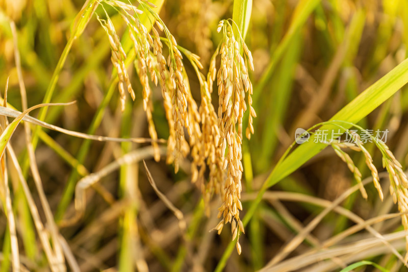 秋天，三亚市农村农田即将收割的黄金水稻