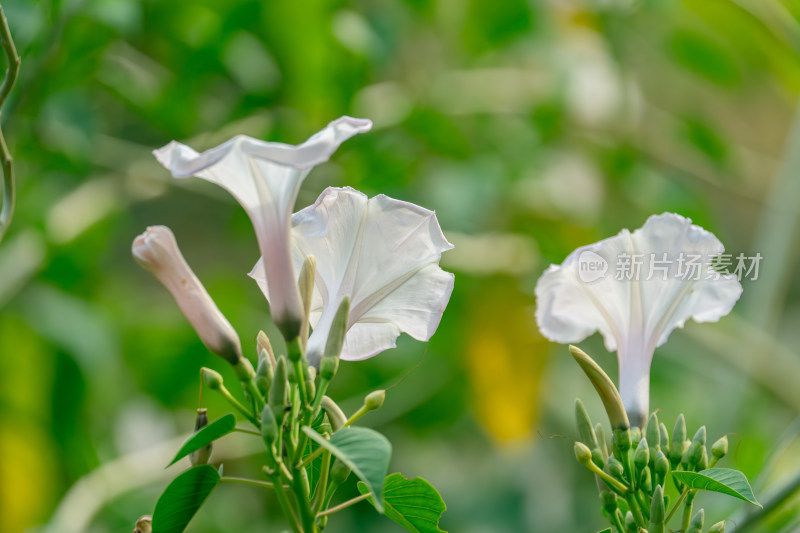 白色开花植物牵牛花