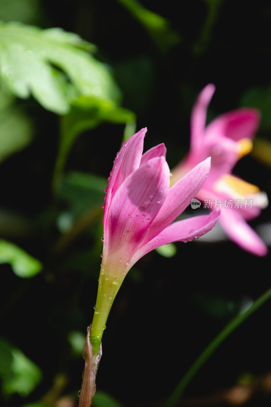 水仙花特写