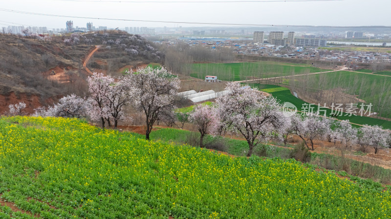 农村春天油菜花杏花自然风景航拍