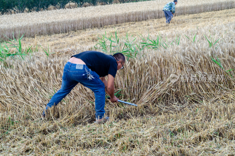 芒种时节，农民在田间收割成熟的小麦