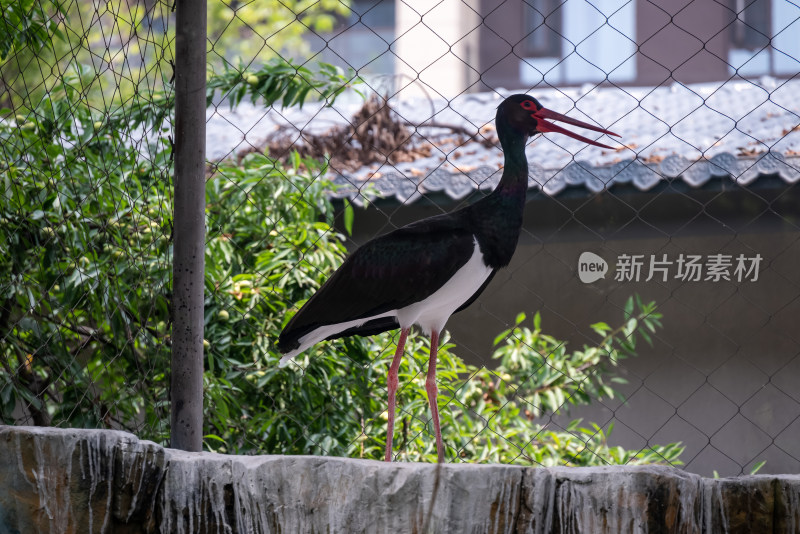 黑鹤特写