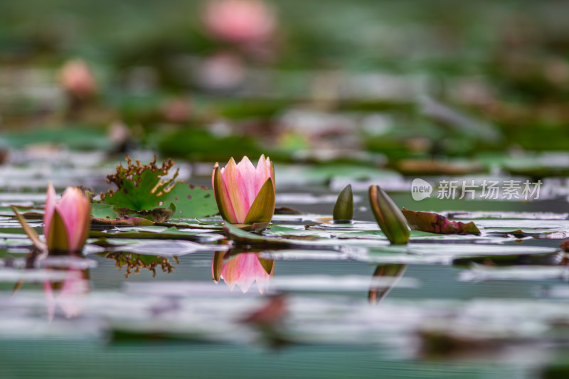 池塘中的荷花莲花