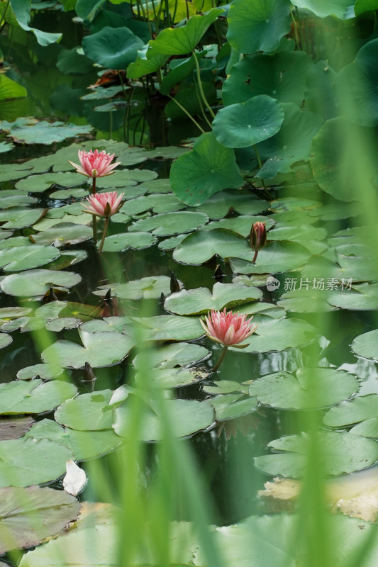 北京国家植物园睡莲