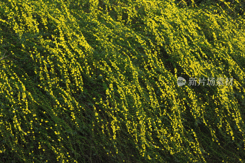 春天的迎春花，小黄花，黄色小花