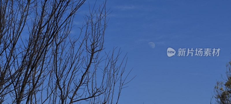 蓝天背景下带月的光秃树枝景象