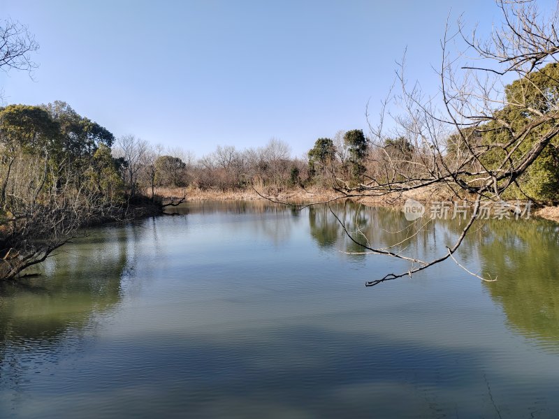 平静湖水旁树木林立的自然风光