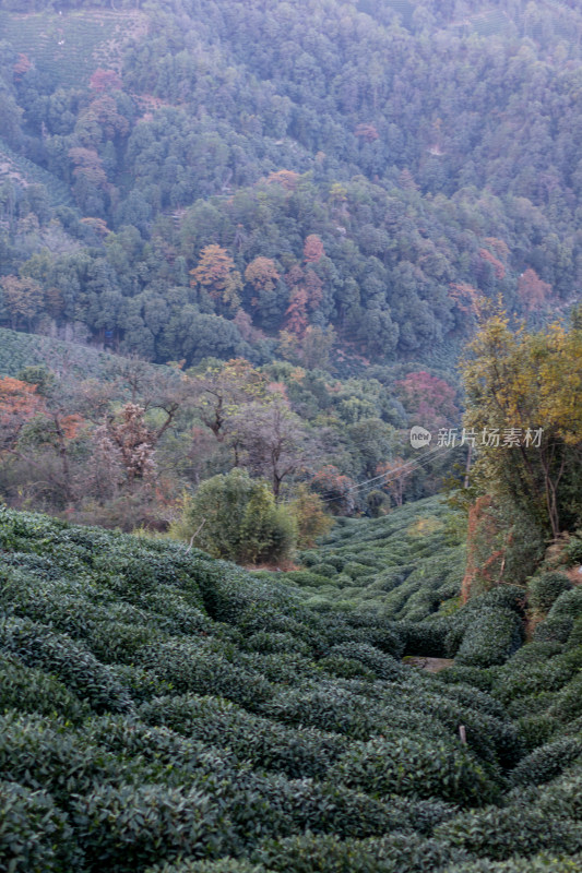 杭州龙井树十里锒铛茶园