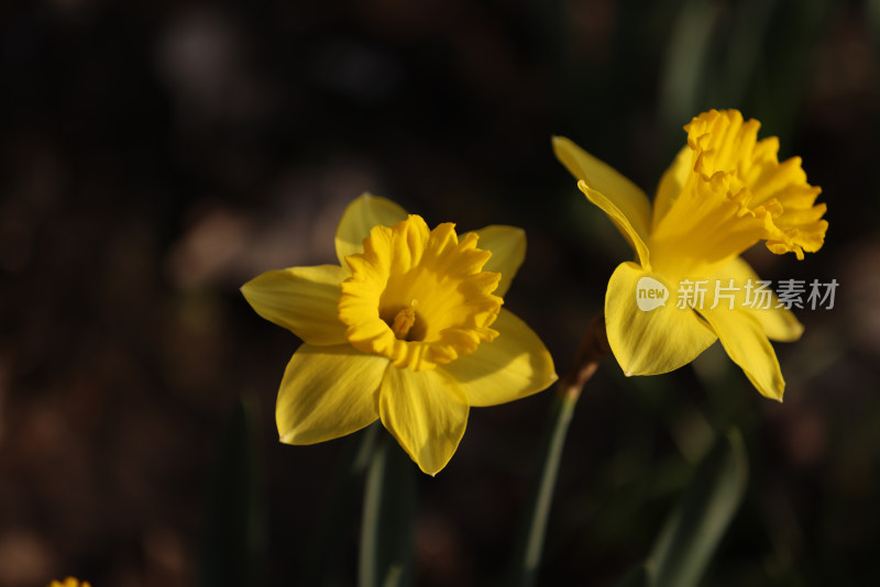 杭州太子湾公园绽放的两朵黄色郁金香