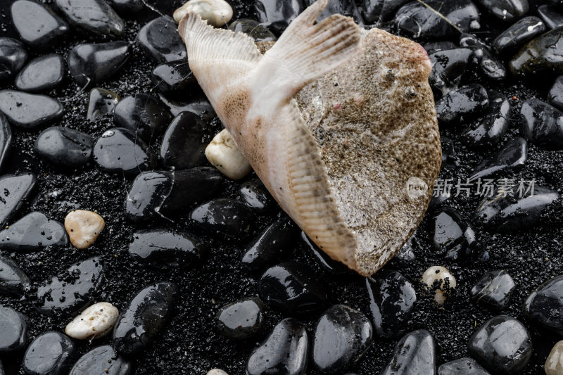 黑色鹅卵石上的鲜活多宝鱼