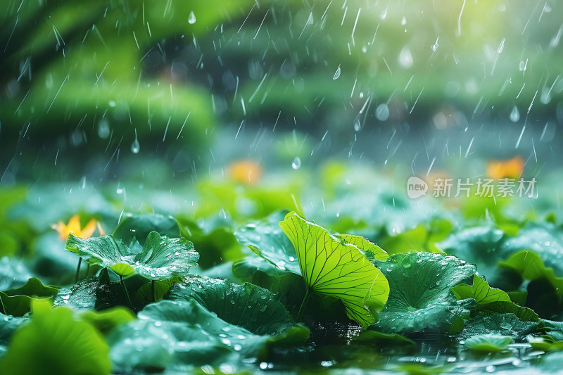 雨水背景自然风景植物