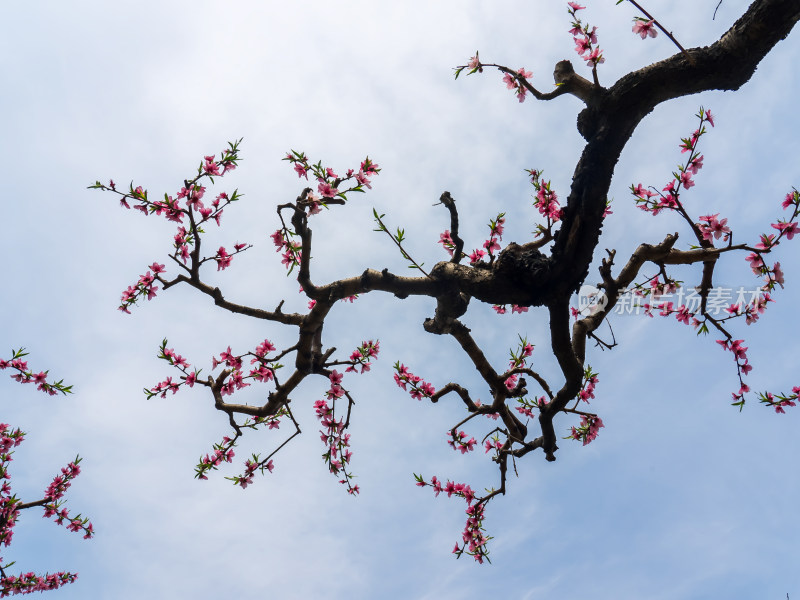 春天桃花盛开