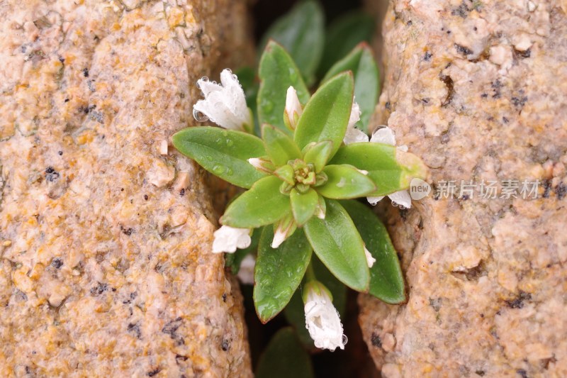 石缝中生长的带水珠绿叶白花植物