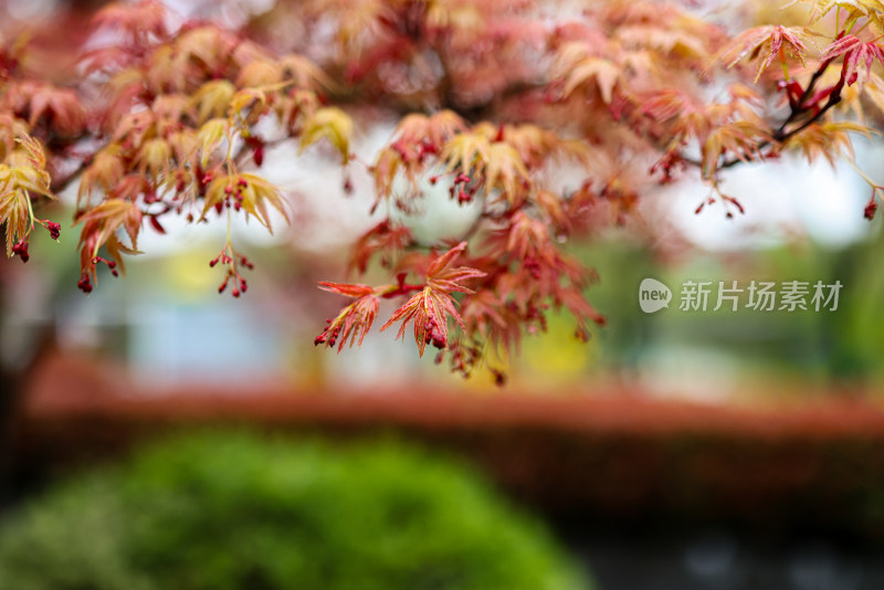 枫叶嫩芽 春天 雨水