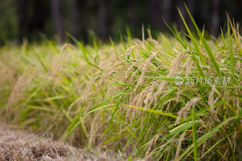 农田种植传统粮食水稻