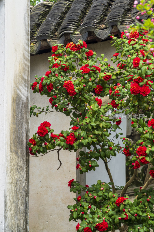 耦园盛开的大红色山茶花，白墙，石窗，屋檐