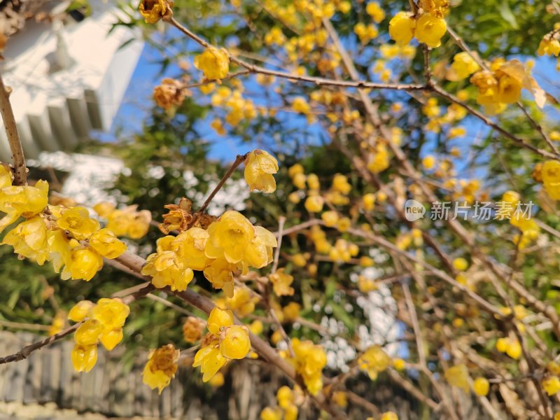 户外腊梅花开满枝的景象