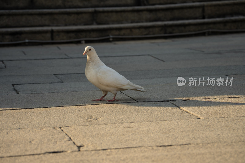 阳光下的鸽子