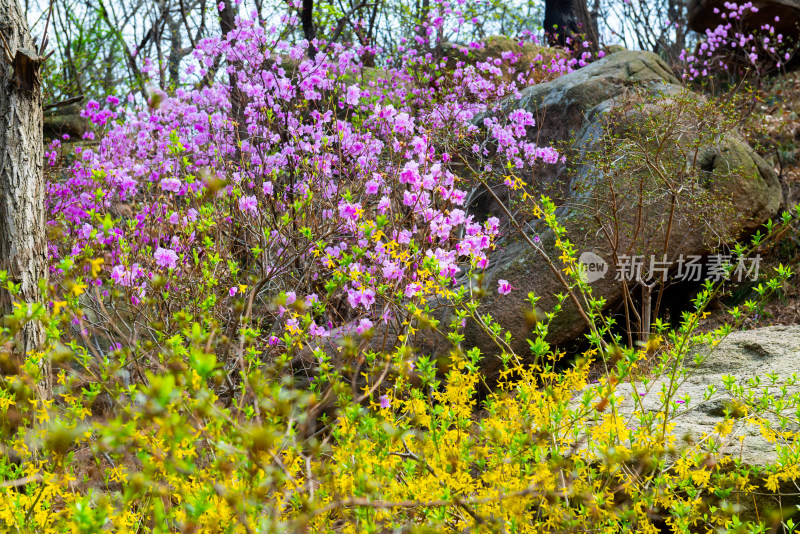 青岛大珠山杜鹃花风光