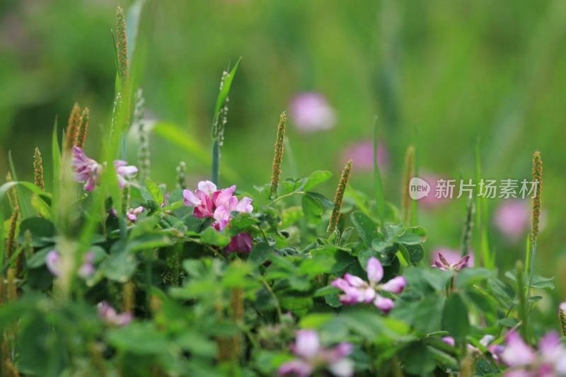 福建省泉州市德化县乡村植物特写