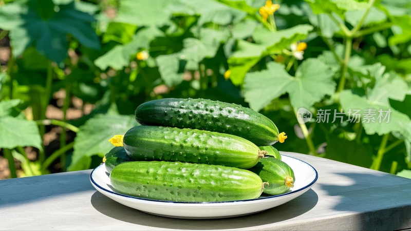 新鲜黄瓜蔬菜