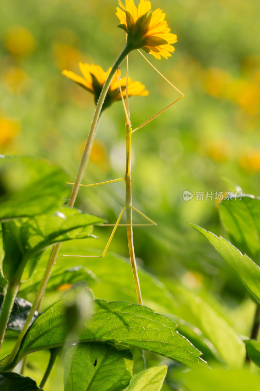 竹节虫微距生态摄影