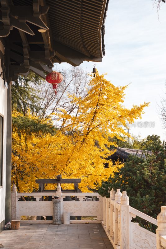 南京古惠济寺银杏