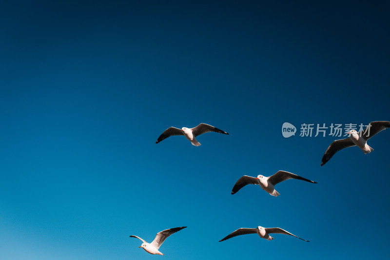 蓝天中飞翔的海鸥