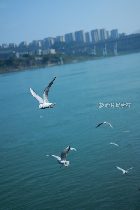 飞翔的海鸥场景