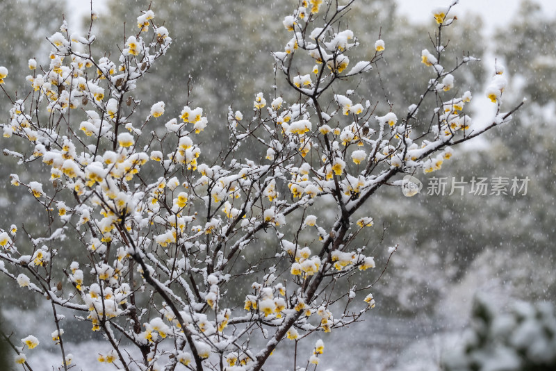 春天公园大雪中的腊梅花