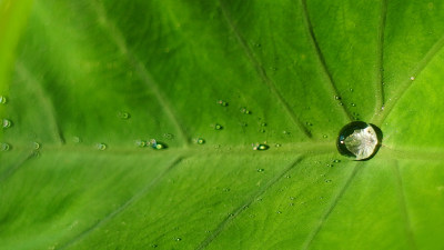 植物上的露水特写