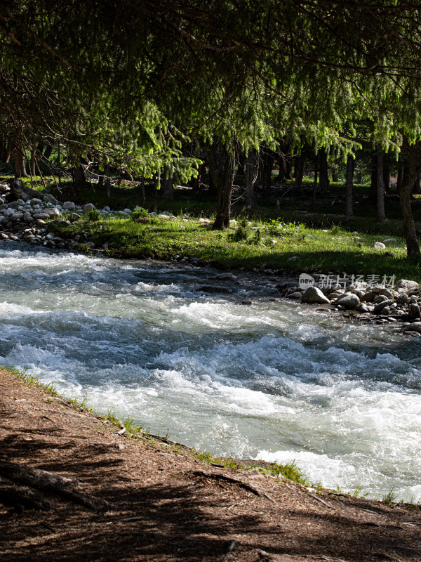 新疆伊犁森林里，阳光下河流树木的自然风光