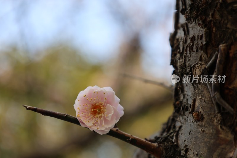 树枝上绽放的粉色花朵