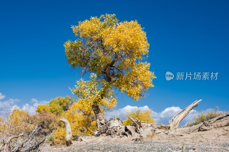 昌吉鸣沙山·胡杨林景区