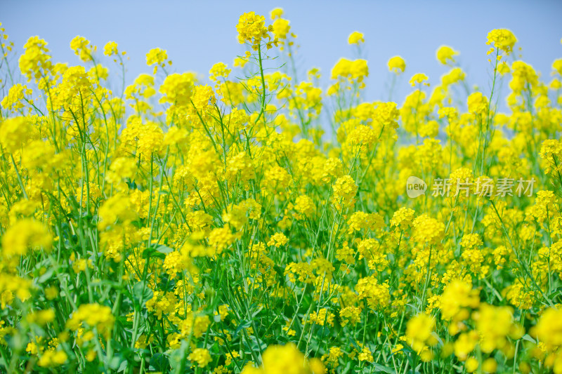 盛开的黄色油菜花田