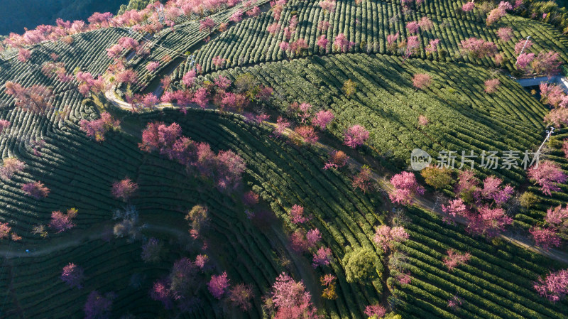 大理无量山樱花谷