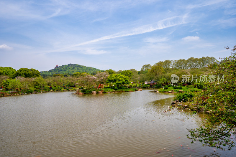 武汉东湖樱园远处的磨山