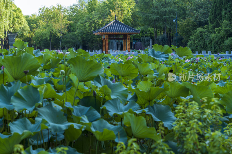 杭州汉阳区汉阳江滩公园风光