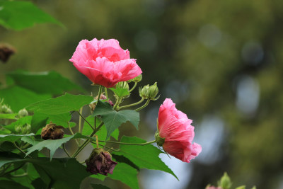 芙蓉花，木芙蓉，成都市花，红色