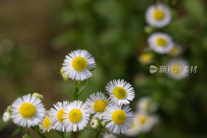 秋天霜降菊花黄色寒冷自然风景故乡思念