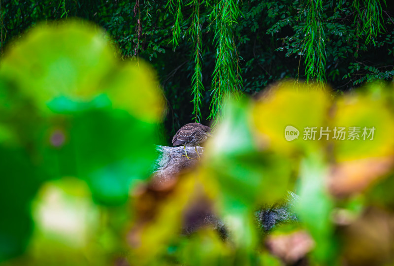 荷花池塘里歇息的白鹭鸟