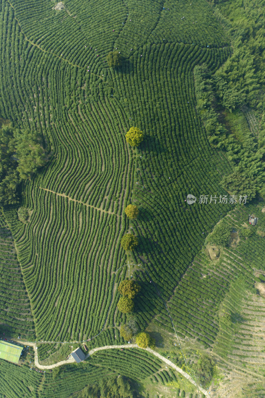 杭州大径山茶园风光