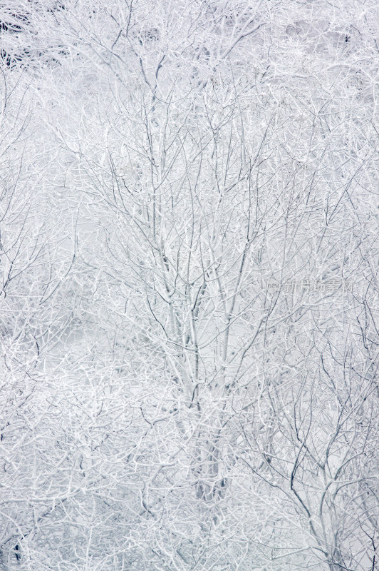 大雪后树上洁白的冰挂