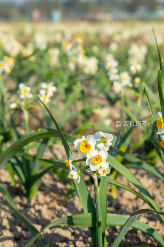 漳州水仙花种植基地里的水仙花特写